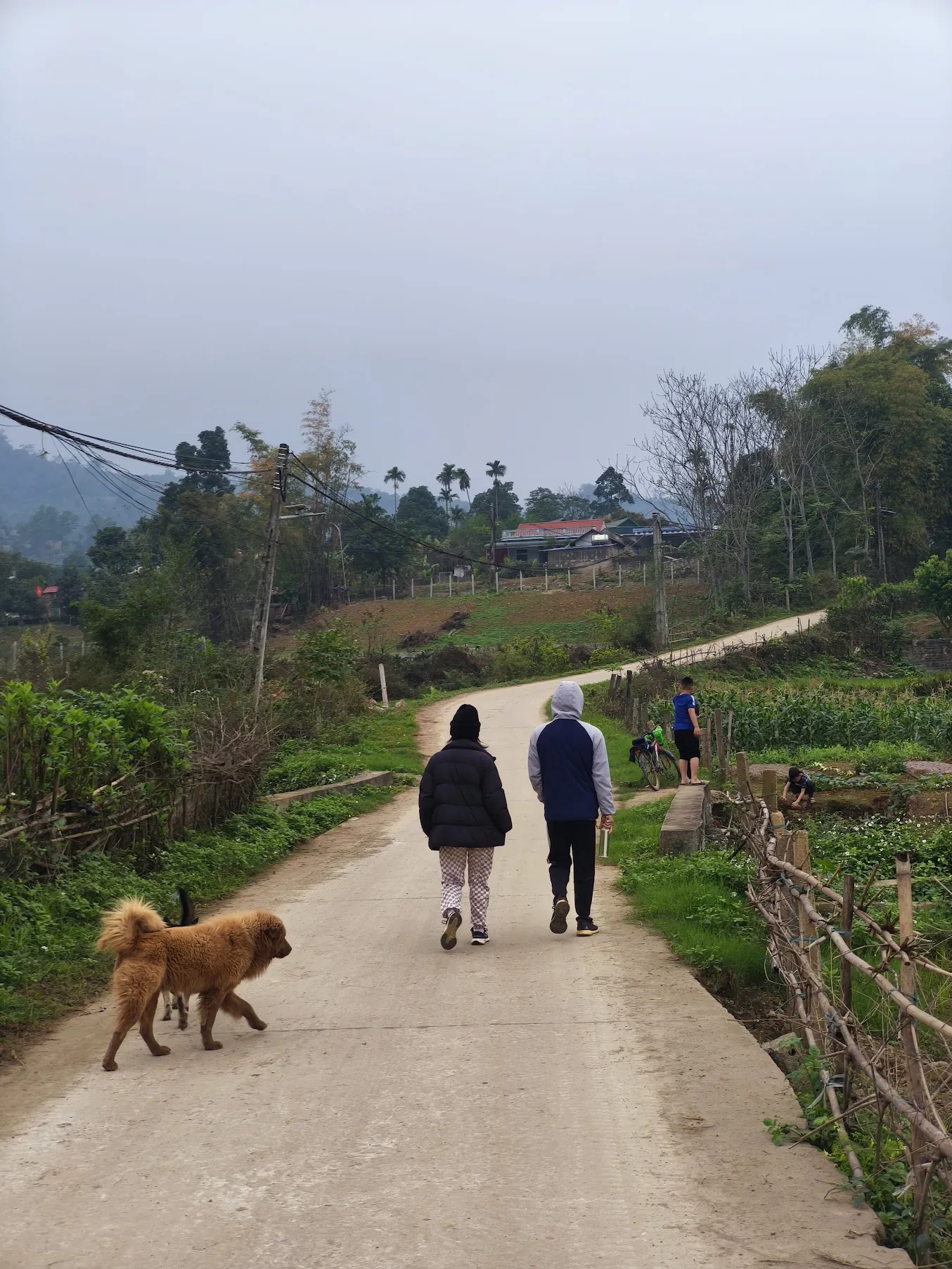 Hai người đi bộ cạnh nhau trên đường bê tông chạy qua ruộng ở làng, một con chó băng ngang đường